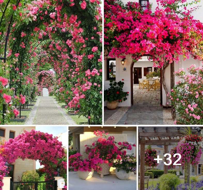 Add beauty to your pergola with bougainvilleas